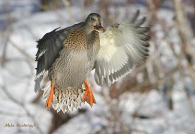 Come To Momma - Mallard Duck