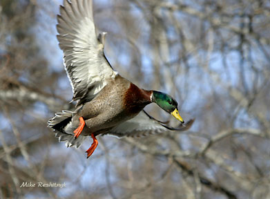 Kamikaze Kid - Mallard Duck