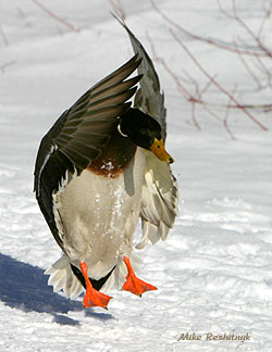 Mallard Broad Jump Champ