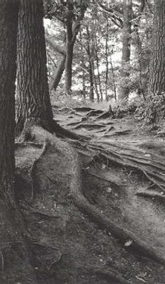 ROOTS- BON ECHO.jpg