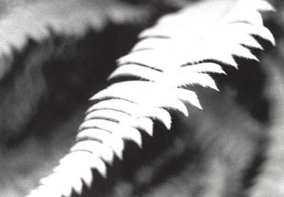 WILD FERN- BRUCE PENINSULA.jpg