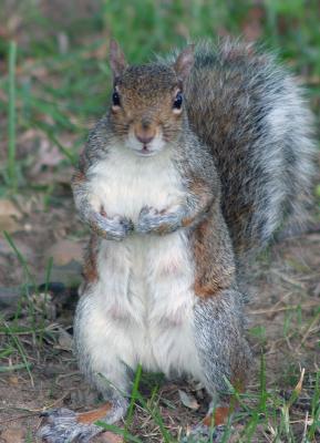 standing_squirrel.jpg