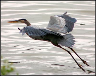 blue heron taking flight