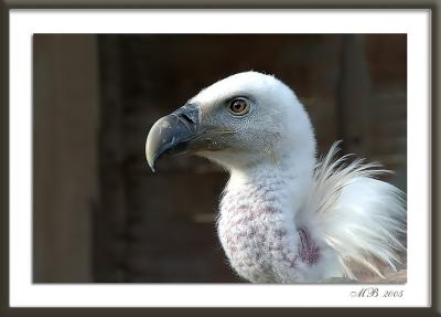 Goose vulture