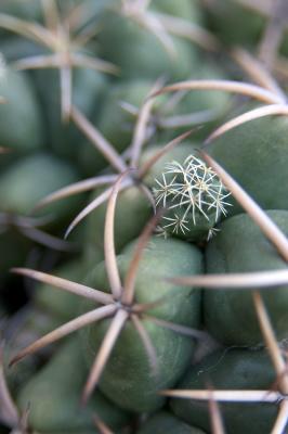 Cactus Thorns 2