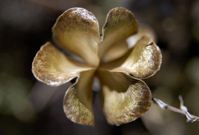 Bronze Petals