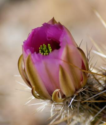 Blooming Cactus