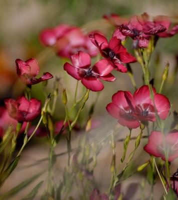 Maroon Flowers