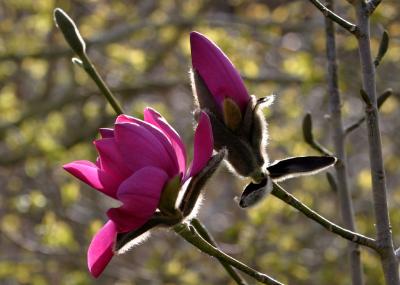 Magnolia Caerhays Purple