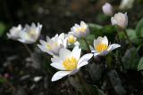 Sanguinaria canadensis