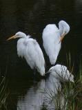 2 Common & 1 Snowy Egret
