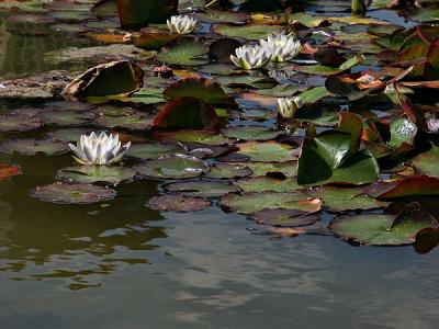 u14/margaret999/medium/4373964.waterlilies.jpg