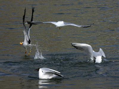 Gulls fighting