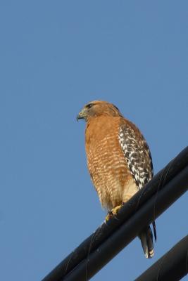 Red Shouldered Hawk (3)