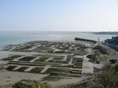 Oyster Beds