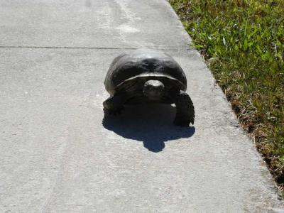 jeff, mart & turtle go for a walk