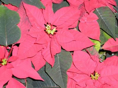 poinsettias