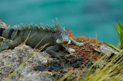 Iguana