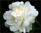 Banksia rose  -  double white