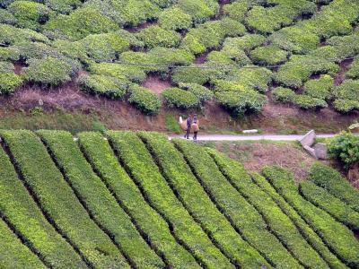 Tea Farm