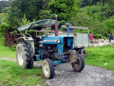 Tea Farm