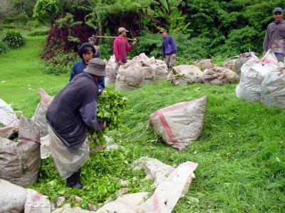 Tea Farm