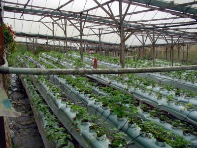 Strawberry Farm