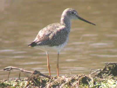 Greater Yellowlegs