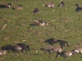 Cackling Goose