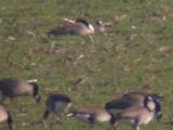 Cackling Goose