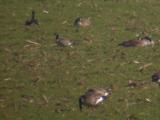 Cackling Goose