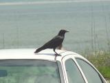 Fish Crow