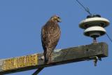 Red-tailed Hawk,dark morph