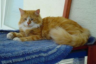 Alek enjoying the Polish  summer! The balcony is a great place!