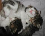 Three sleepy kittens