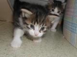 At four weeks   - Siberian Kittens --- Siperiankissan pennut neljäviikkoisina