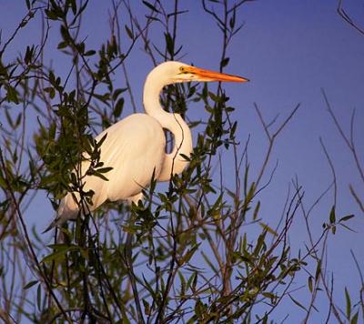 Egret in a Tree 2887