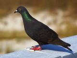 Beach Pigeon 3287