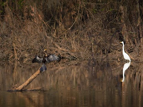 Egret Watching Anhinga Drying Its Wings 2694