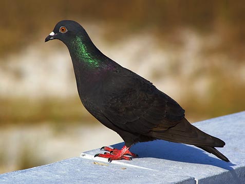Beach Pigeon 3287