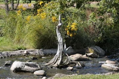 Driftwood