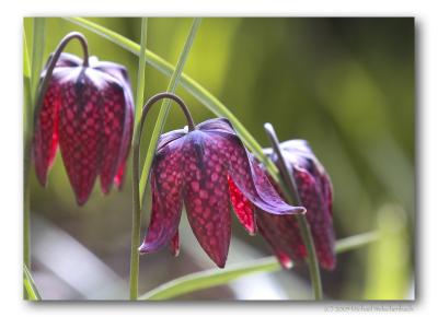 Fritillaria meleagris