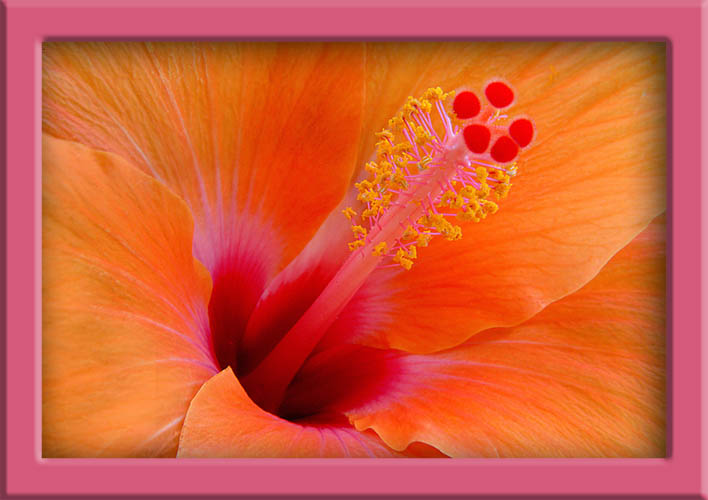 Hibiscus.jpg