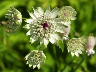 Alchemilla major