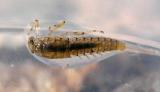 Baetis, Lower Sac, 1-16-05