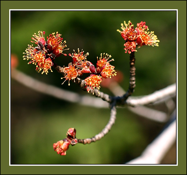 The Strange Beauty of Spring