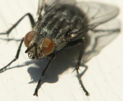 The Fly