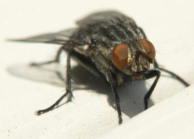 The Fly