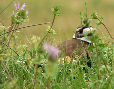 Killdeer Gallery