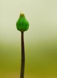 Dandelion Bud